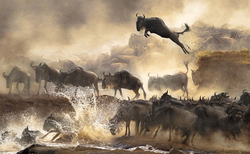 Illustration for article titled 25 espectaculares fotos de los Sony World Photography Awards